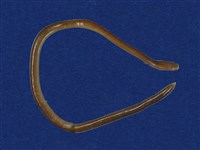 藏品(盲蛇)的圖片